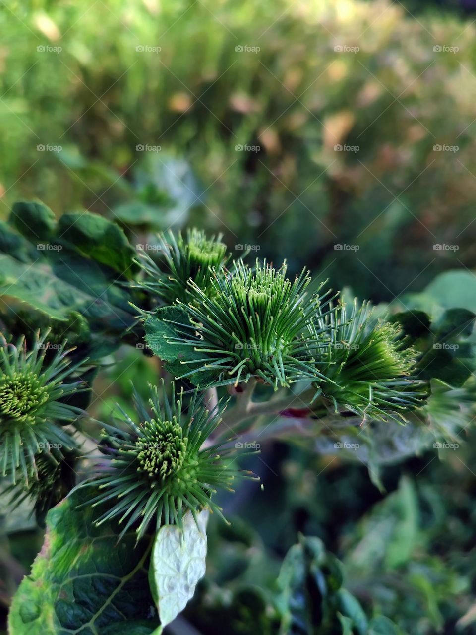 Macro photo of green grass growing in the garden