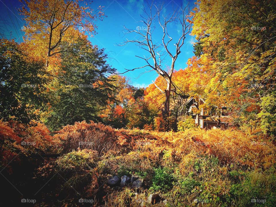 Stratford, CT. House amongst the trees 