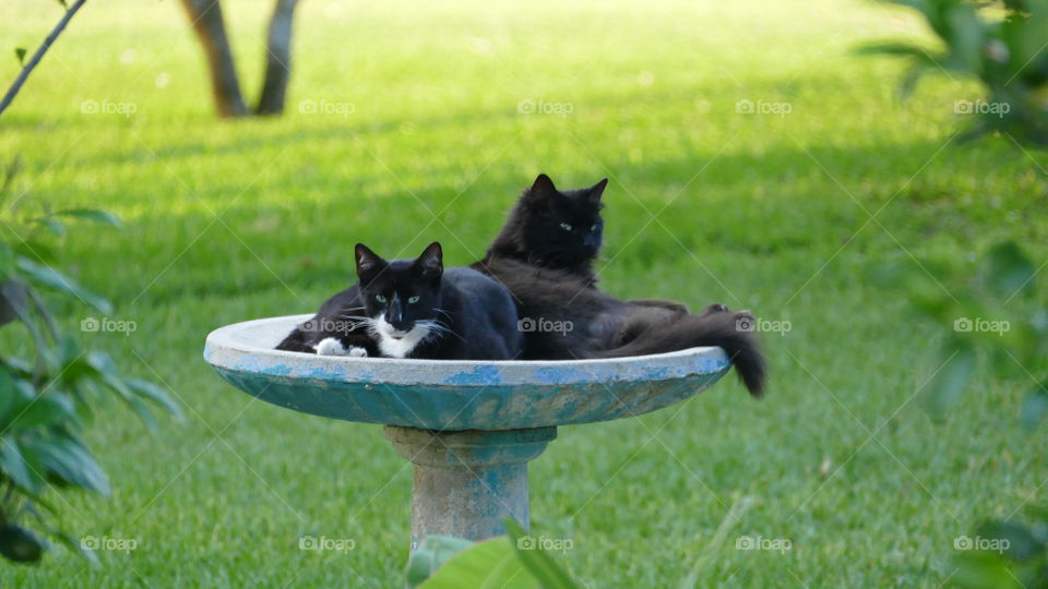 Two black cats laying in a bird bath waiting for a snack