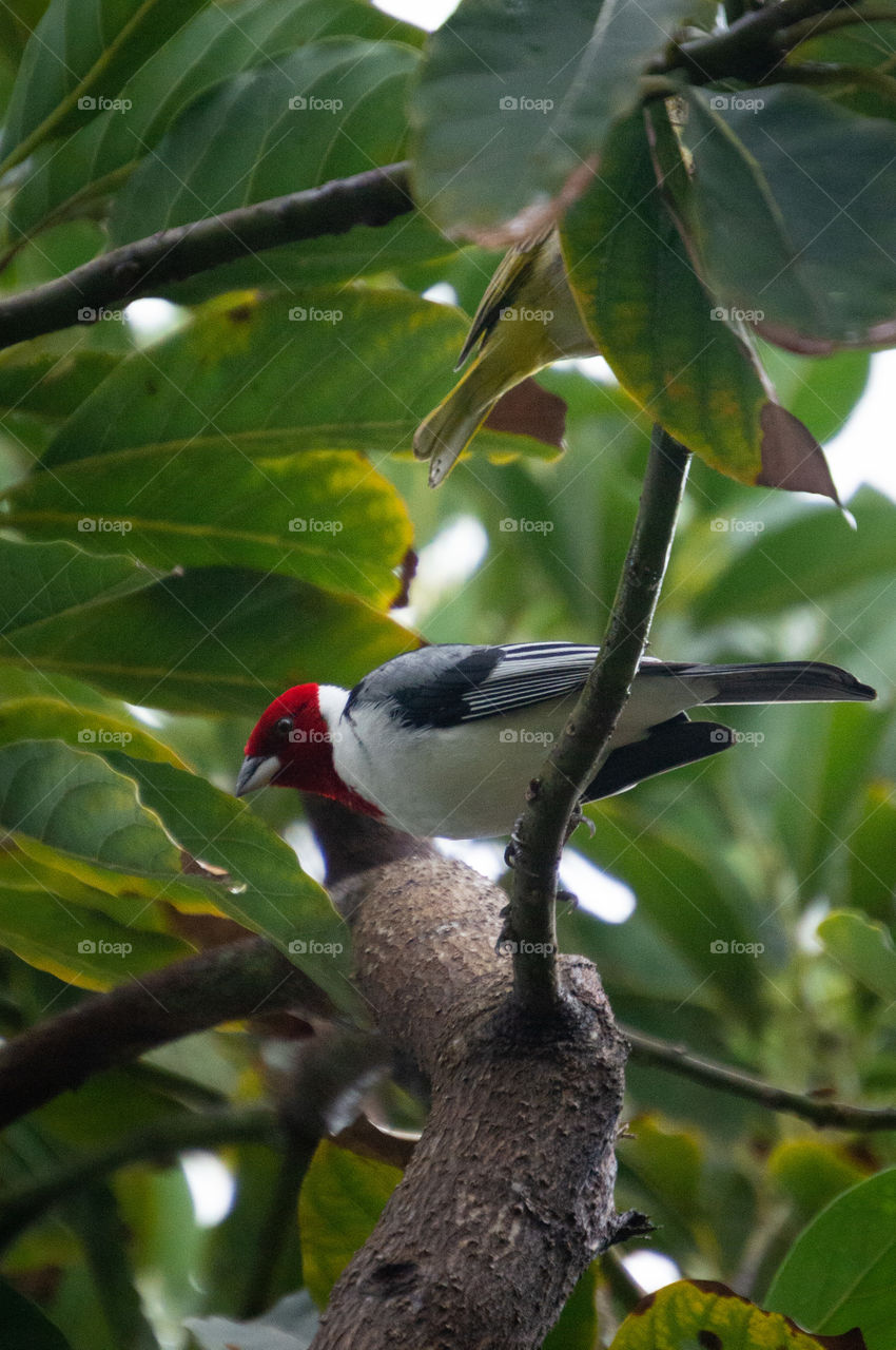 O cardeal-do-nordeste, também conhecido como galo-da-campina, galo-de-campina, cabeça-vermelha ou simplesmente cardeal, é uma ave passeiforme da família thraupidae, gênero paroaria. 