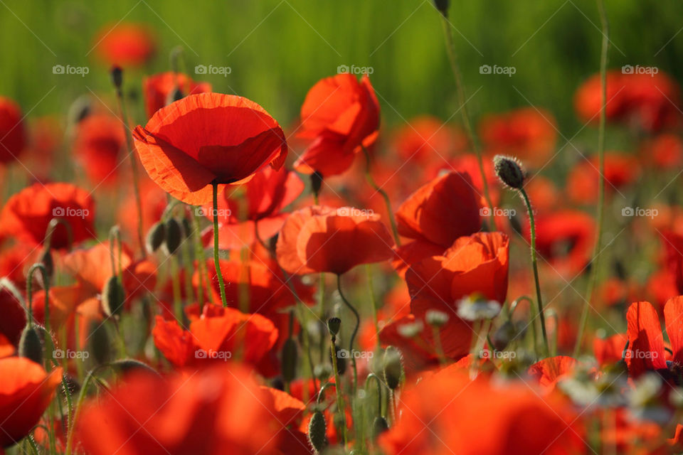 Poppies in a field close up