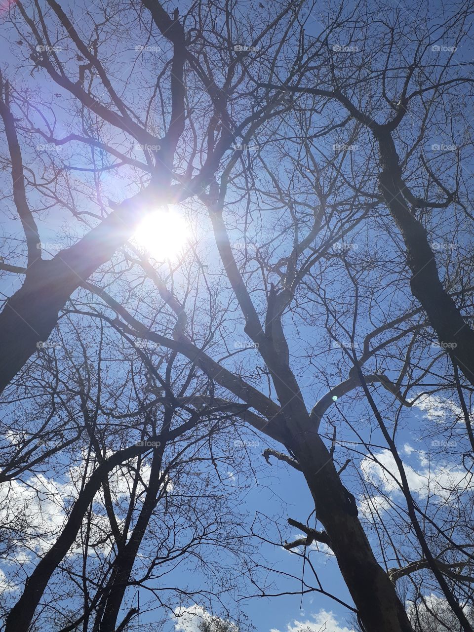 Naked Treetops