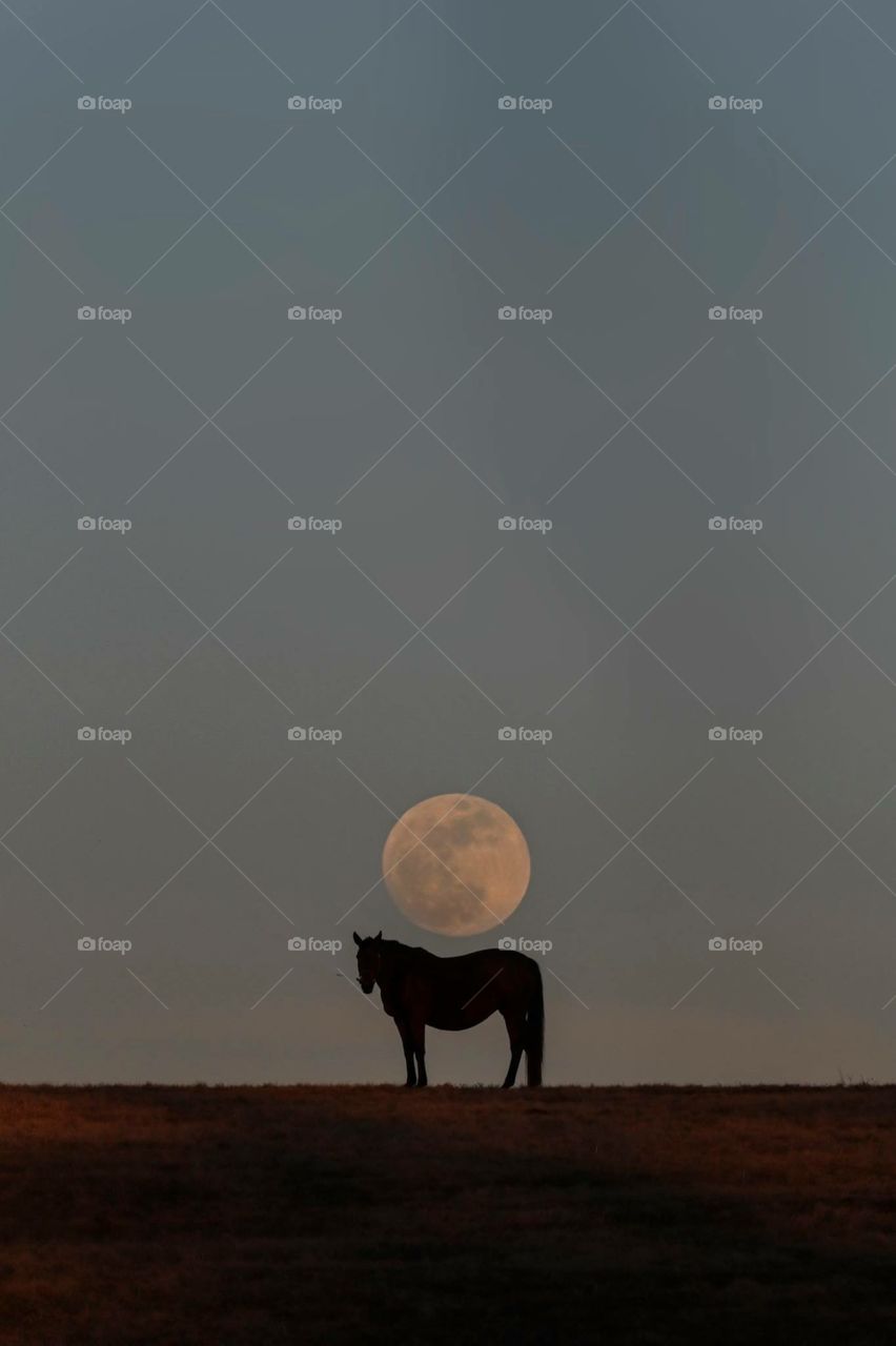 A horse and the moon!