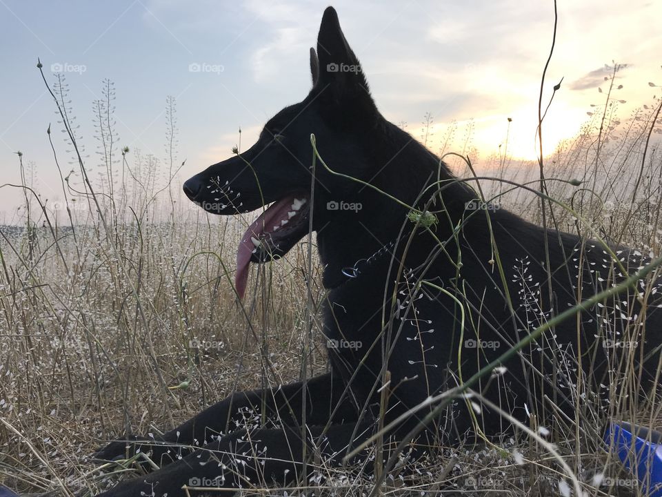 Black German Shepherd dog 