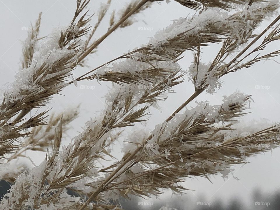 dry grass and snow