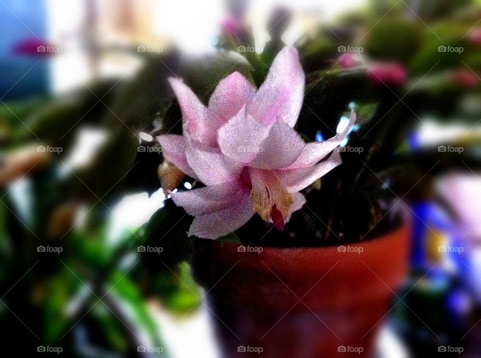 pink flower blossom indoor by serenitykennedy