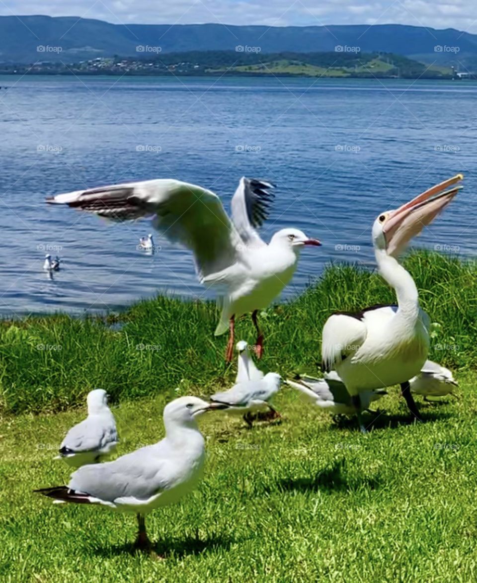 I love watching birds close to the shore  playing and flying above the ocean. They are just beautiful.