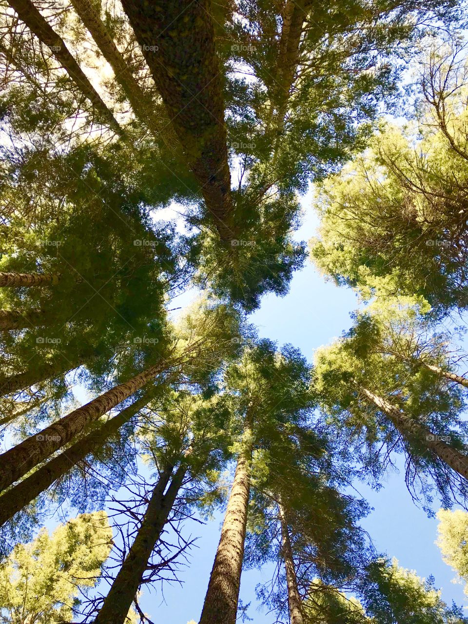 Under the pine trees of California wilderness 