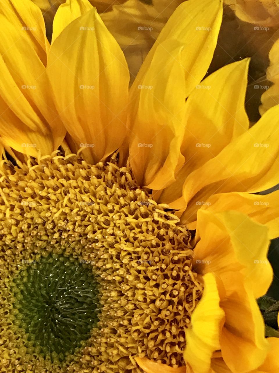 Sunflowers and fluttering petals 