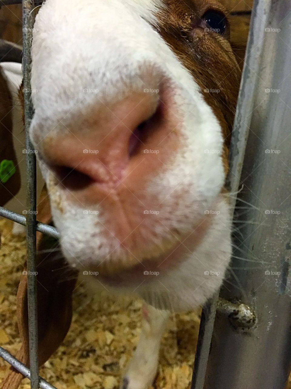 Smell ya Later. Closeup of a goat's nose. 