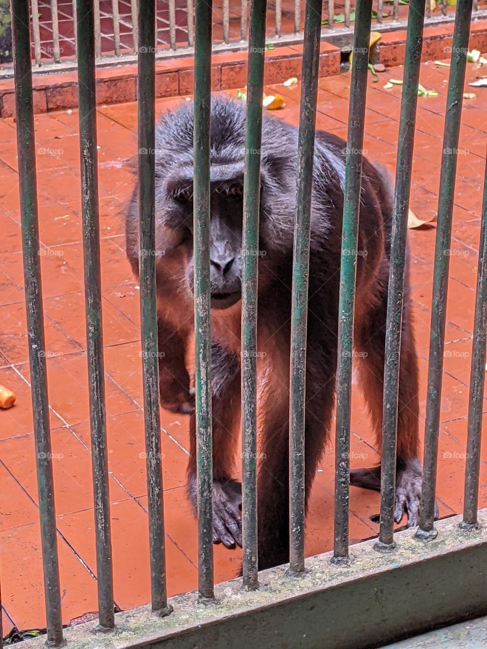 southern pigtailed macaque in a cage