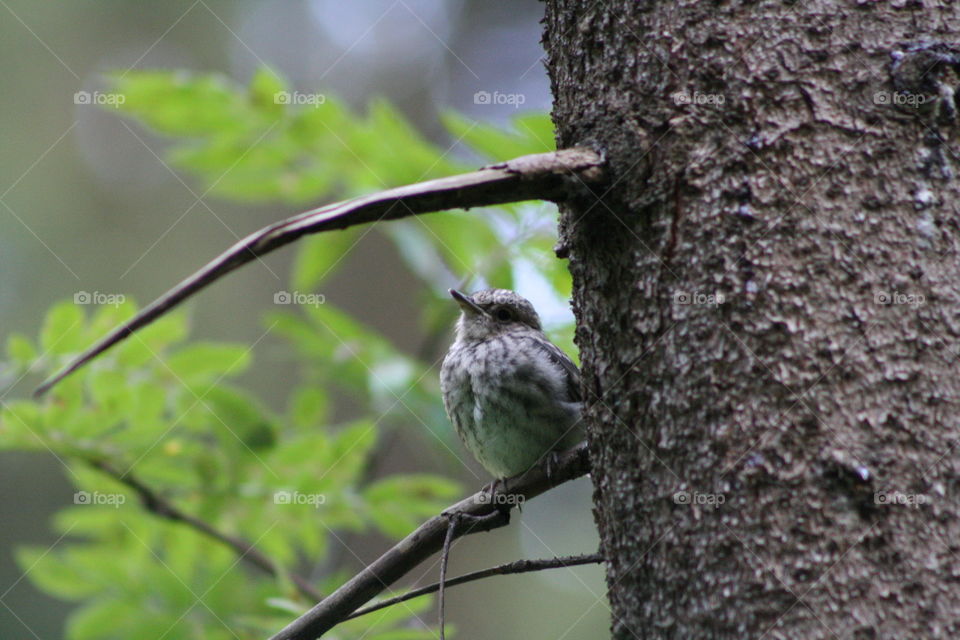 Bird on a tree branch in the forest