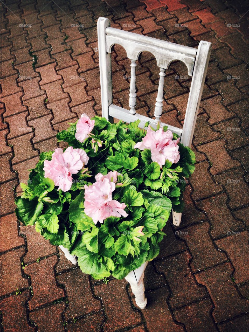 'Small garden'. Nature 'in frames' 