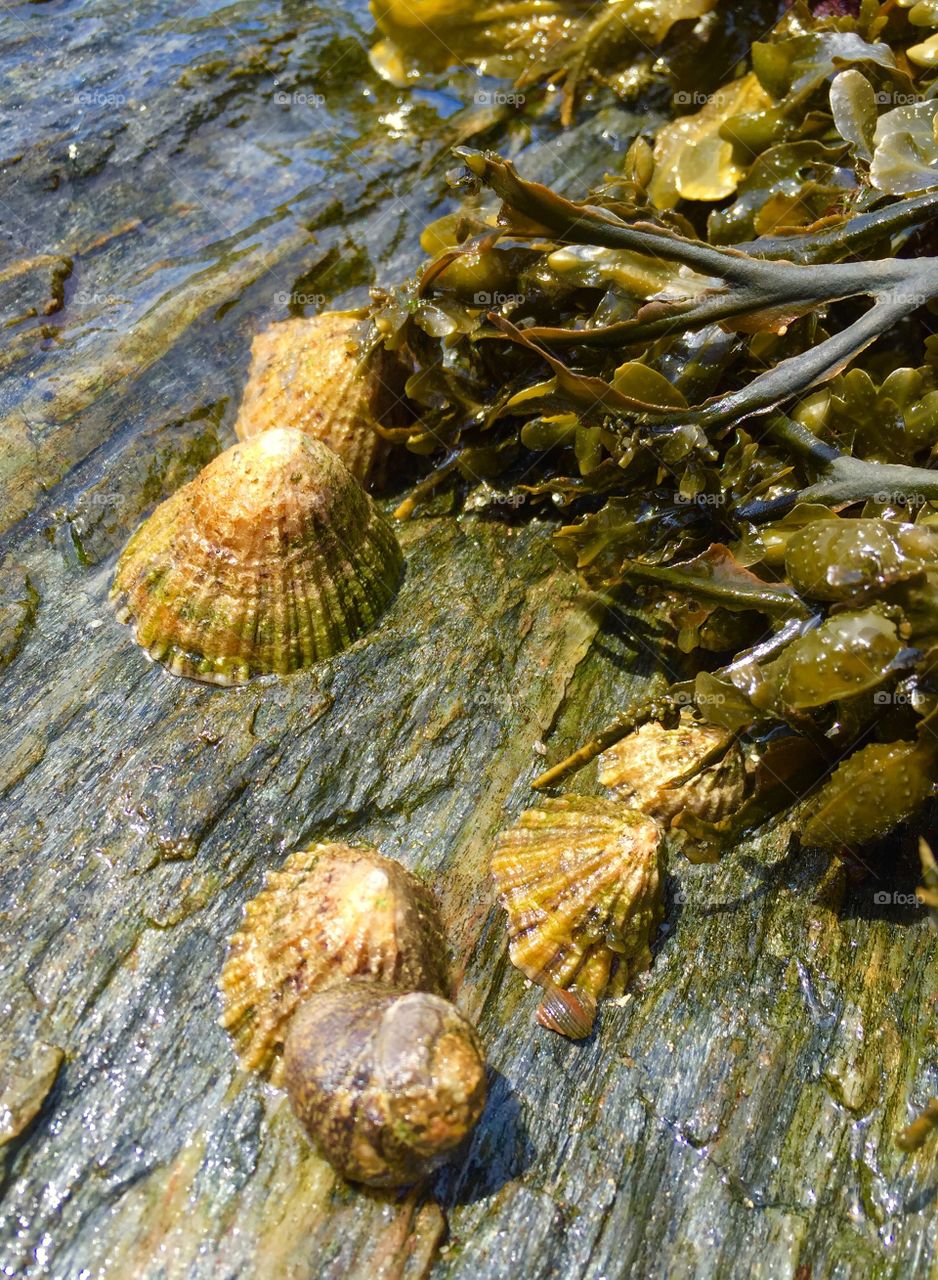 Shells and Algae 
