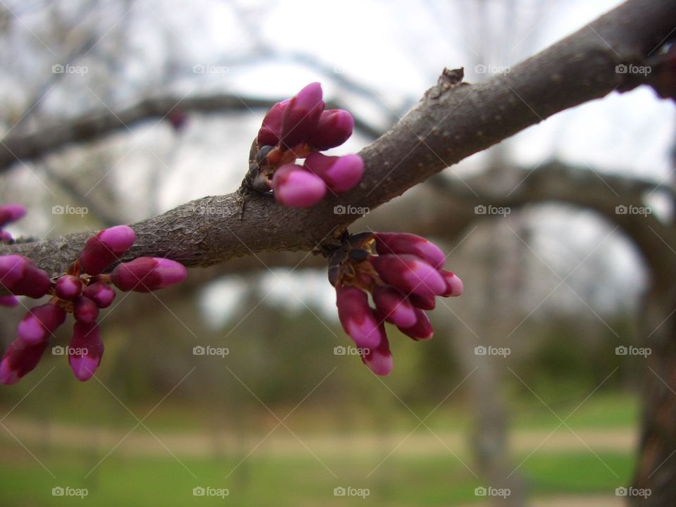 Redbud tree 