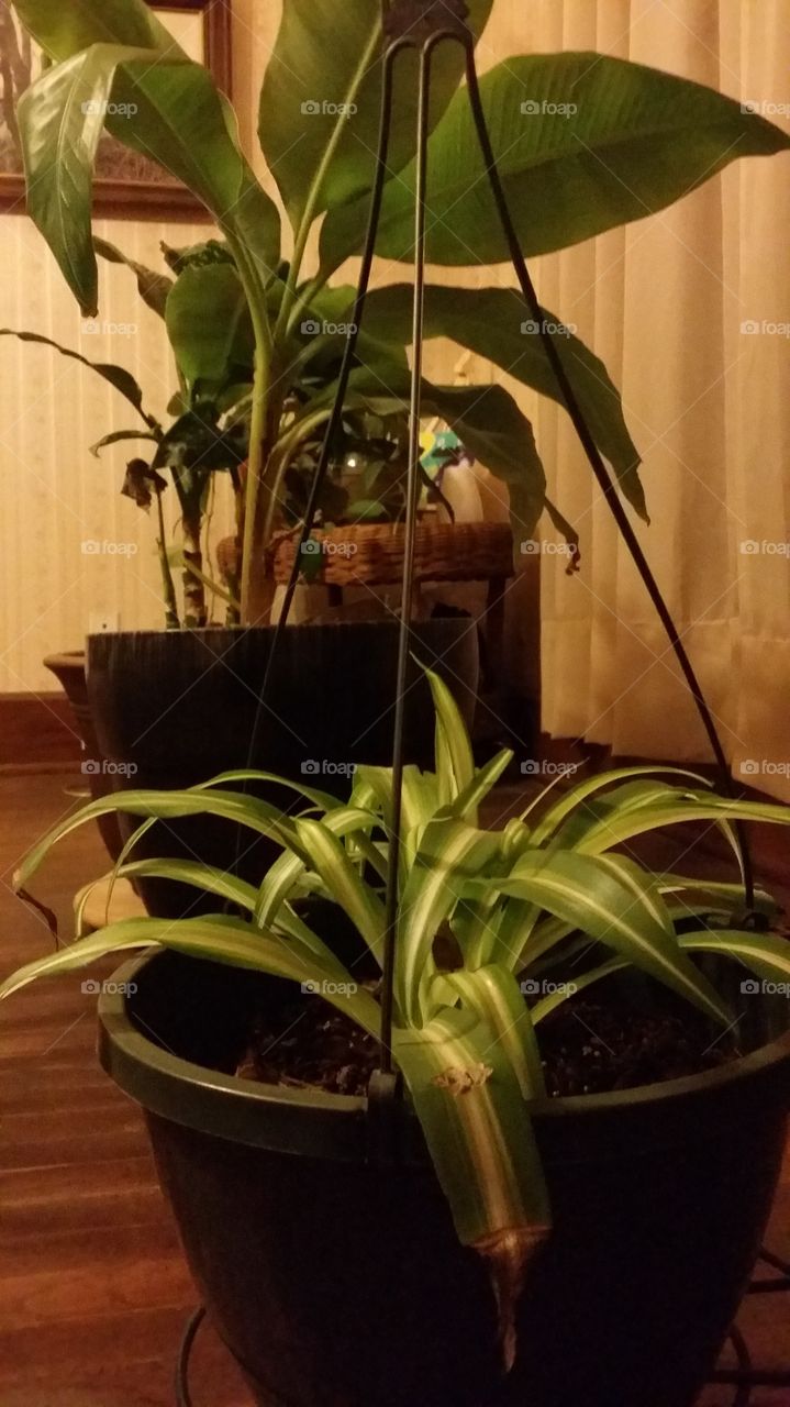 house plants