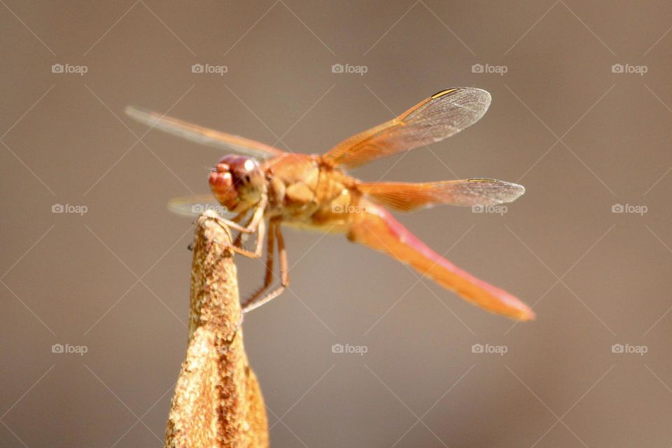 Flame Skimmer Dragonfly