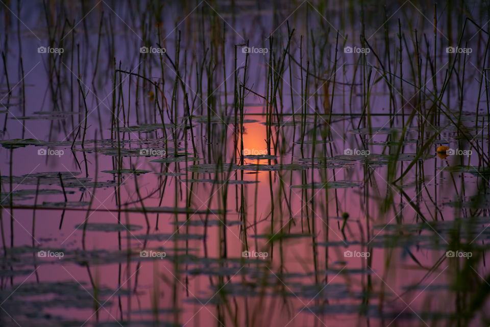 Reflection of the moon in lake water in the middle of the thick Lakeshore bulrush and European white water lily growth in the middle of the night at the end of July in Western Finland. 