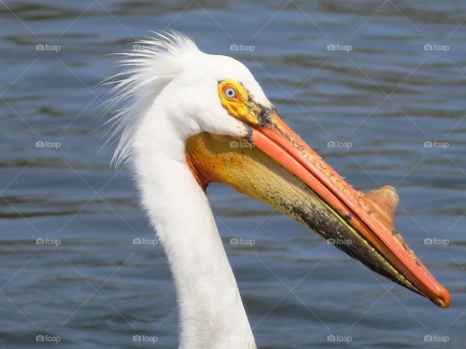 White Pelican in Mating Season