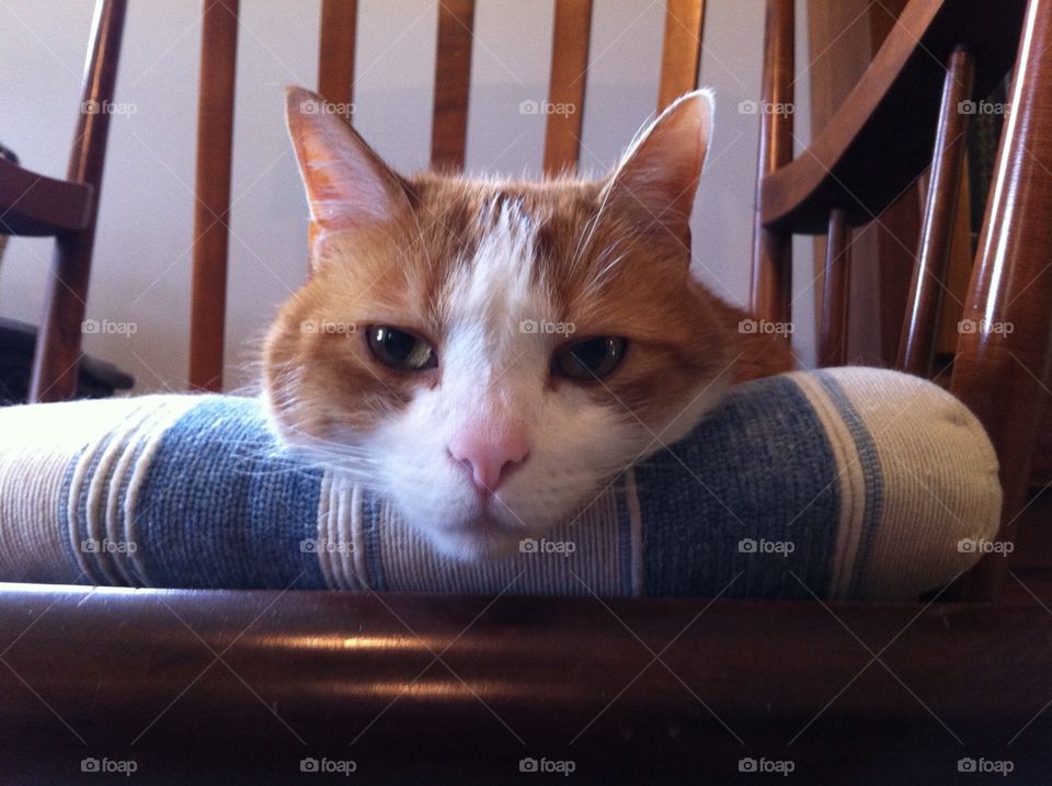 Gus is Bored. Gus was sitting in the rocking chair being cute, as usual.