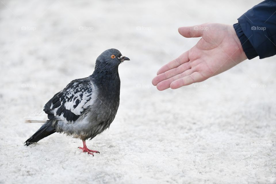 Bird and hand 