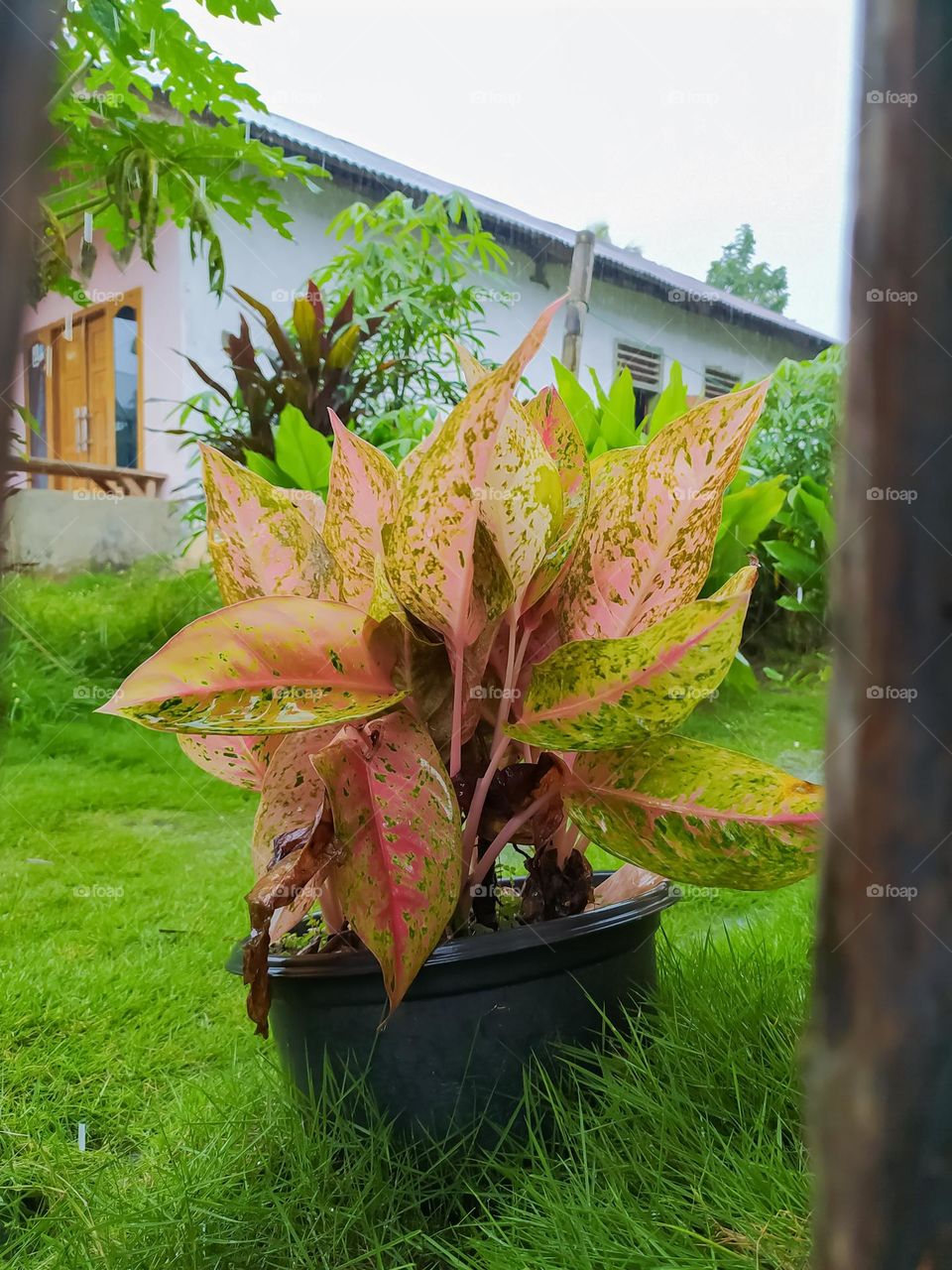 beautiful decorative flowers are in black pots