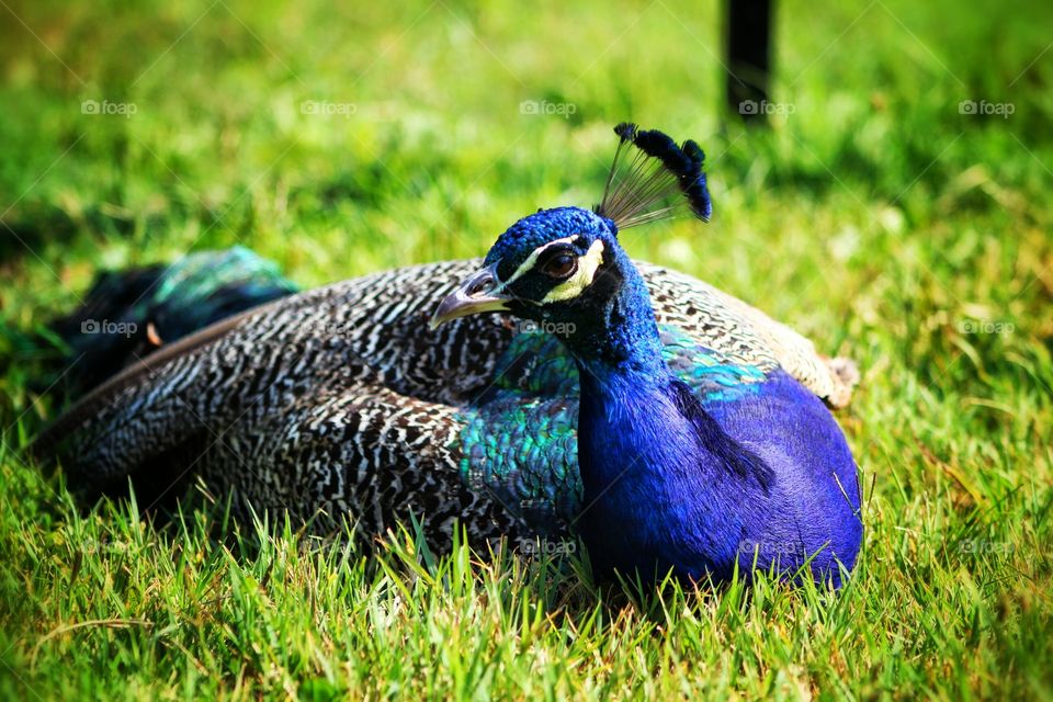 Peacock Resting