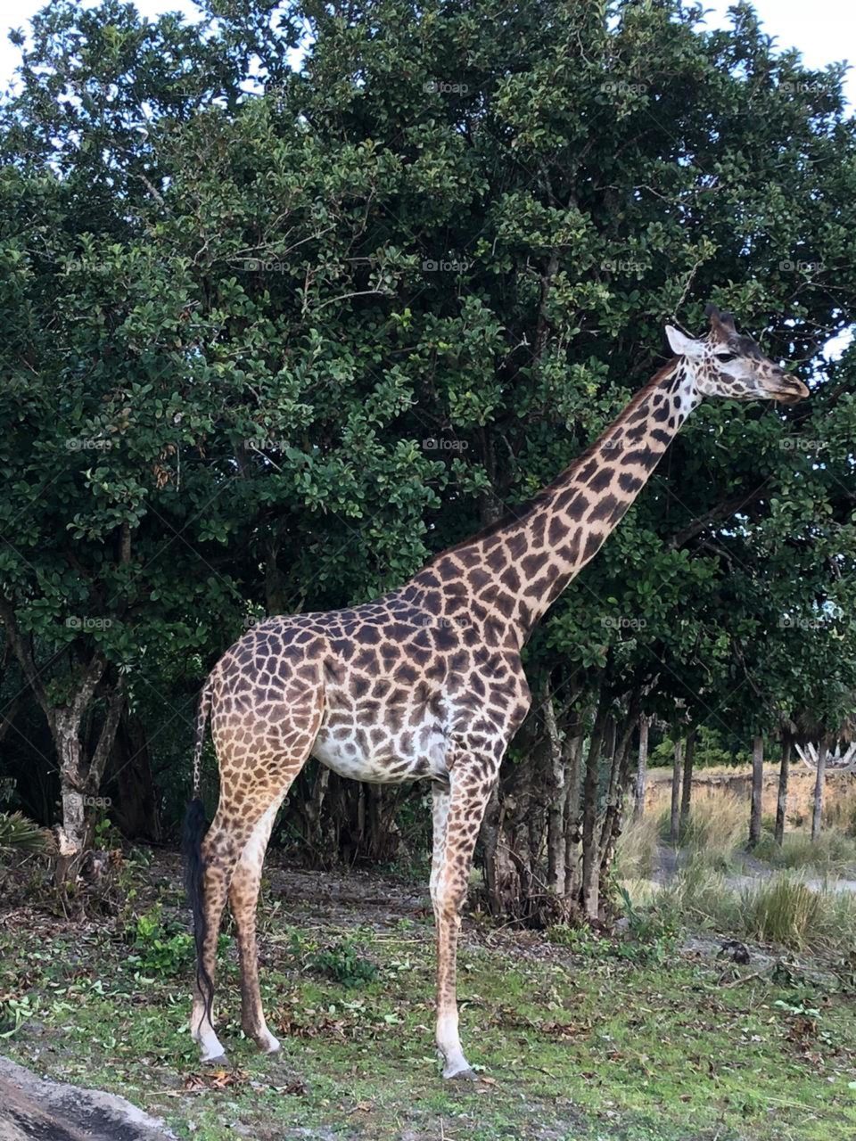 Why such a long neck? Don’t need to say!!