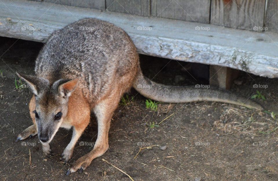 Wallaby