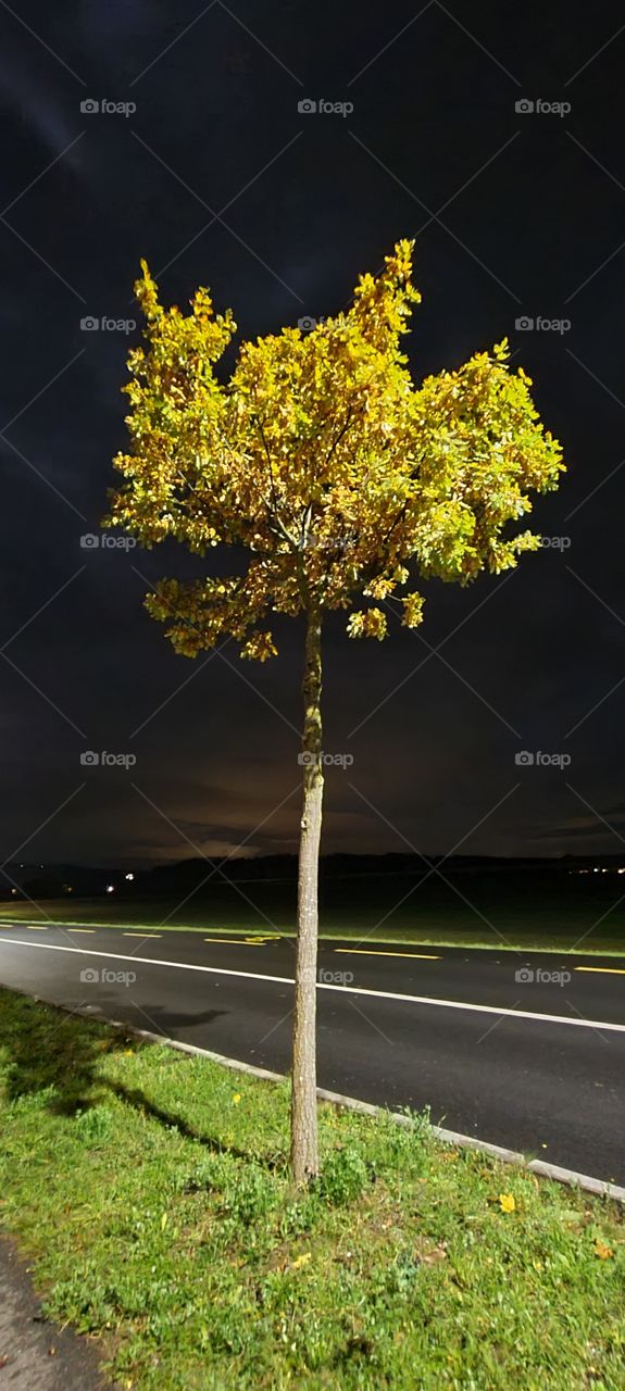 arbre de nuit au bord de la route