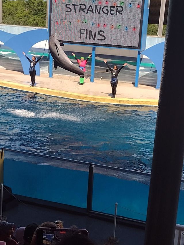 Dolphin Flip