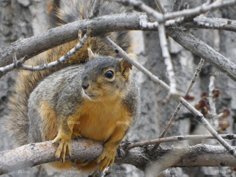 Close up squirrel