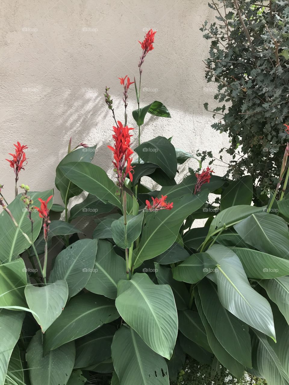 Lovely plants outside the apartment homes.