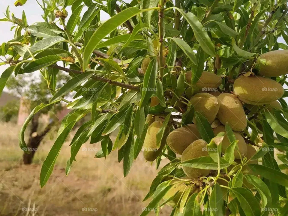 almond tree