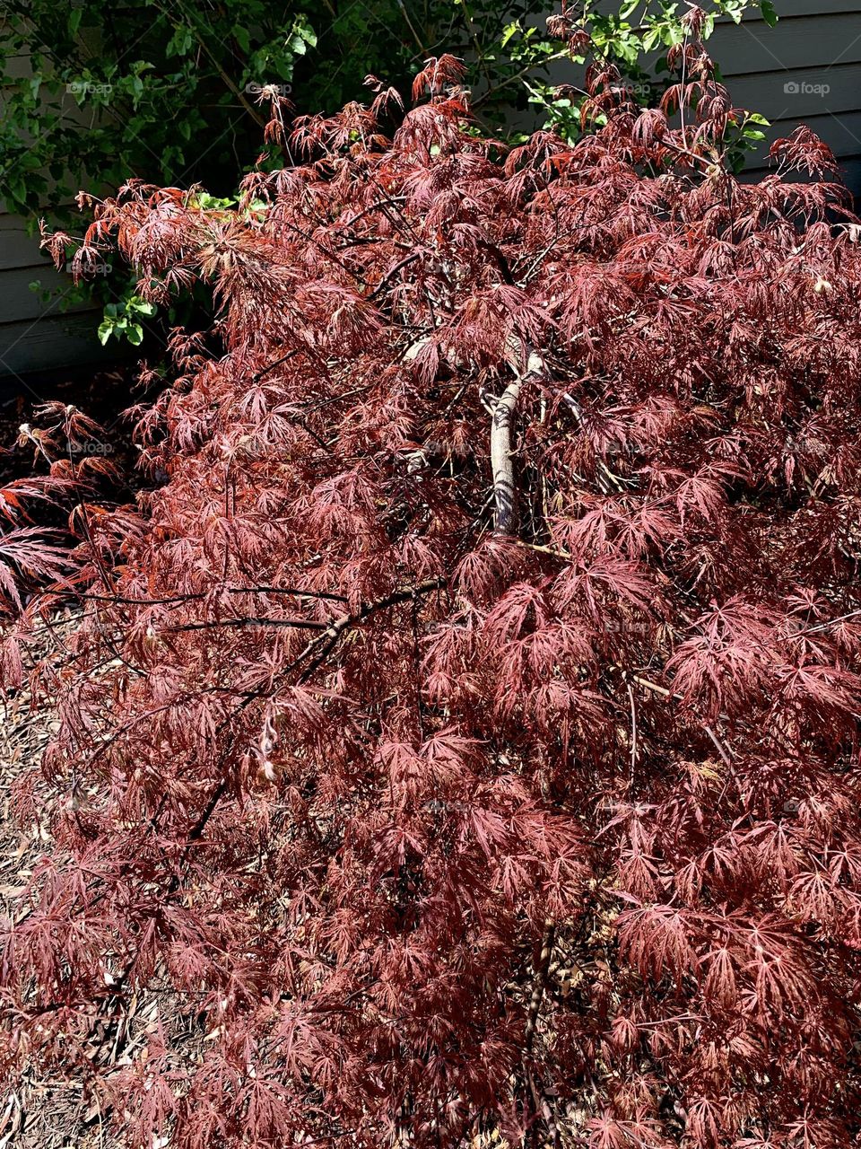 Japanese maple 