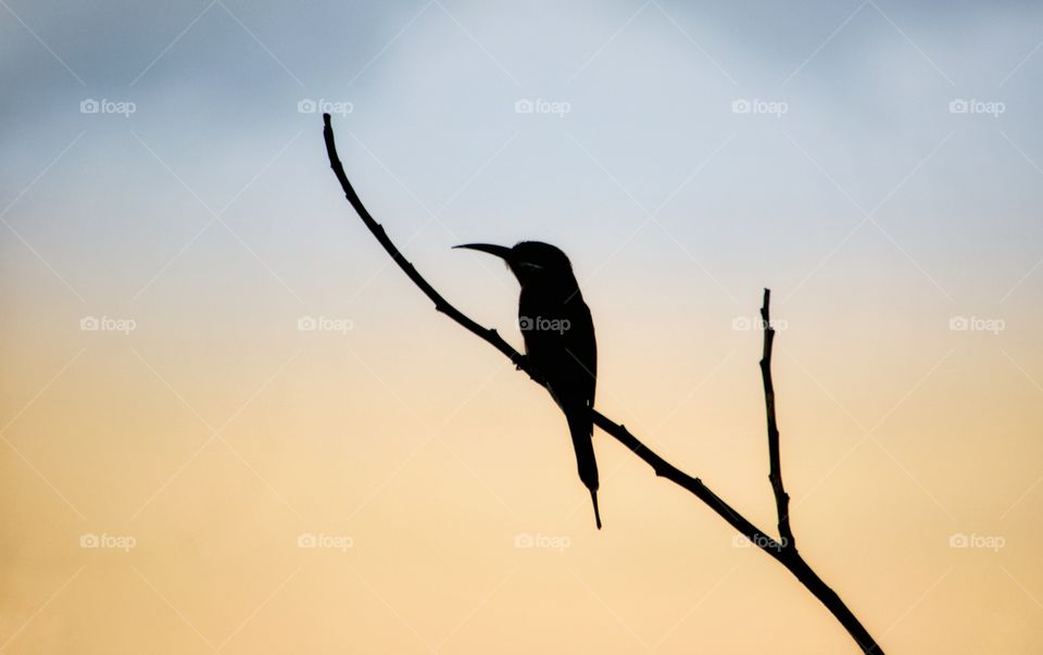 bee eater silhouette