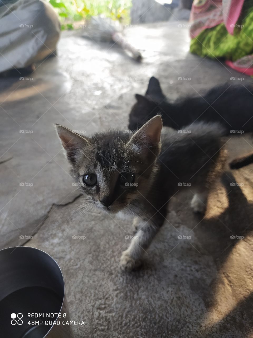 black kitty cute expression in front of camera