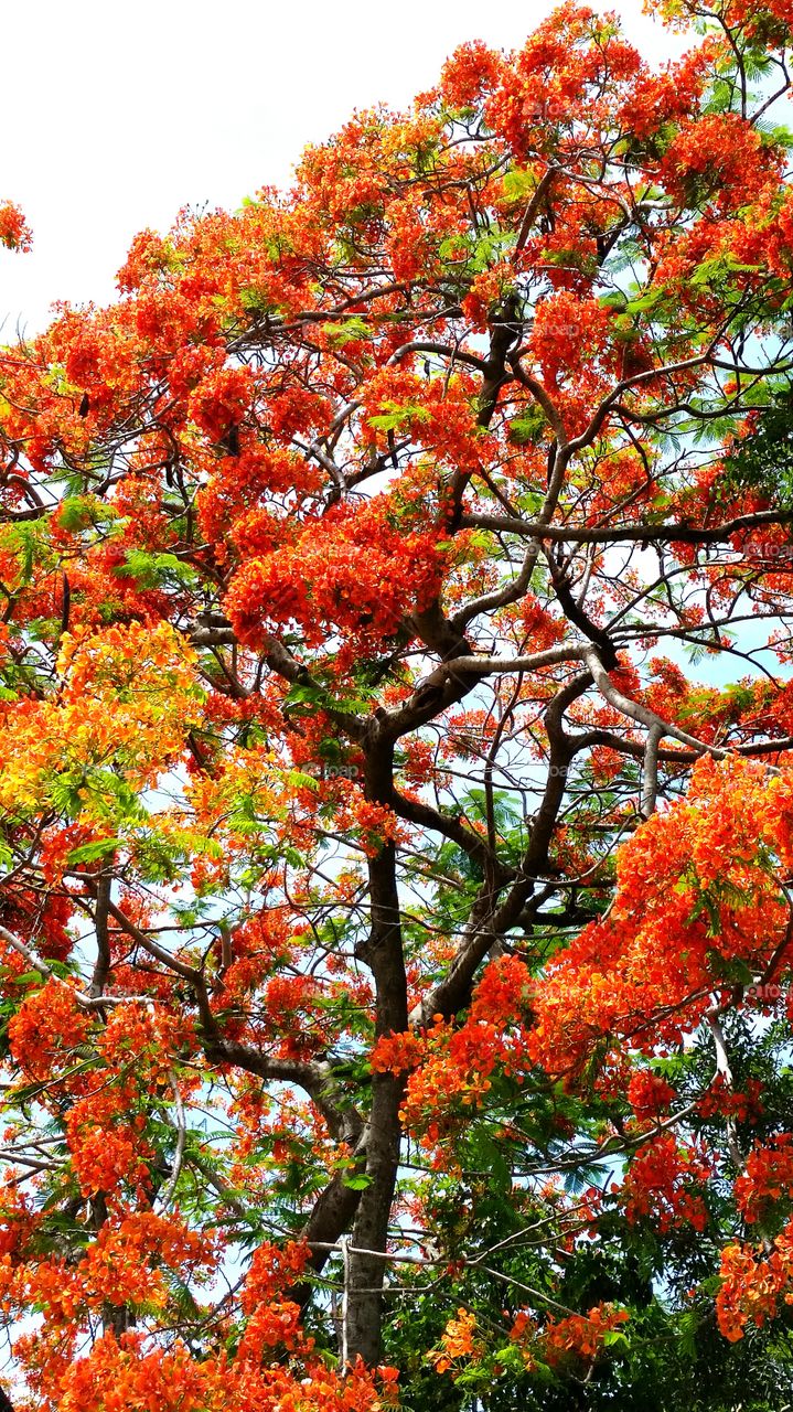 royal poinciana tree. Royal Poinciana, Flamboyant or Flame tree all aglow in bloom