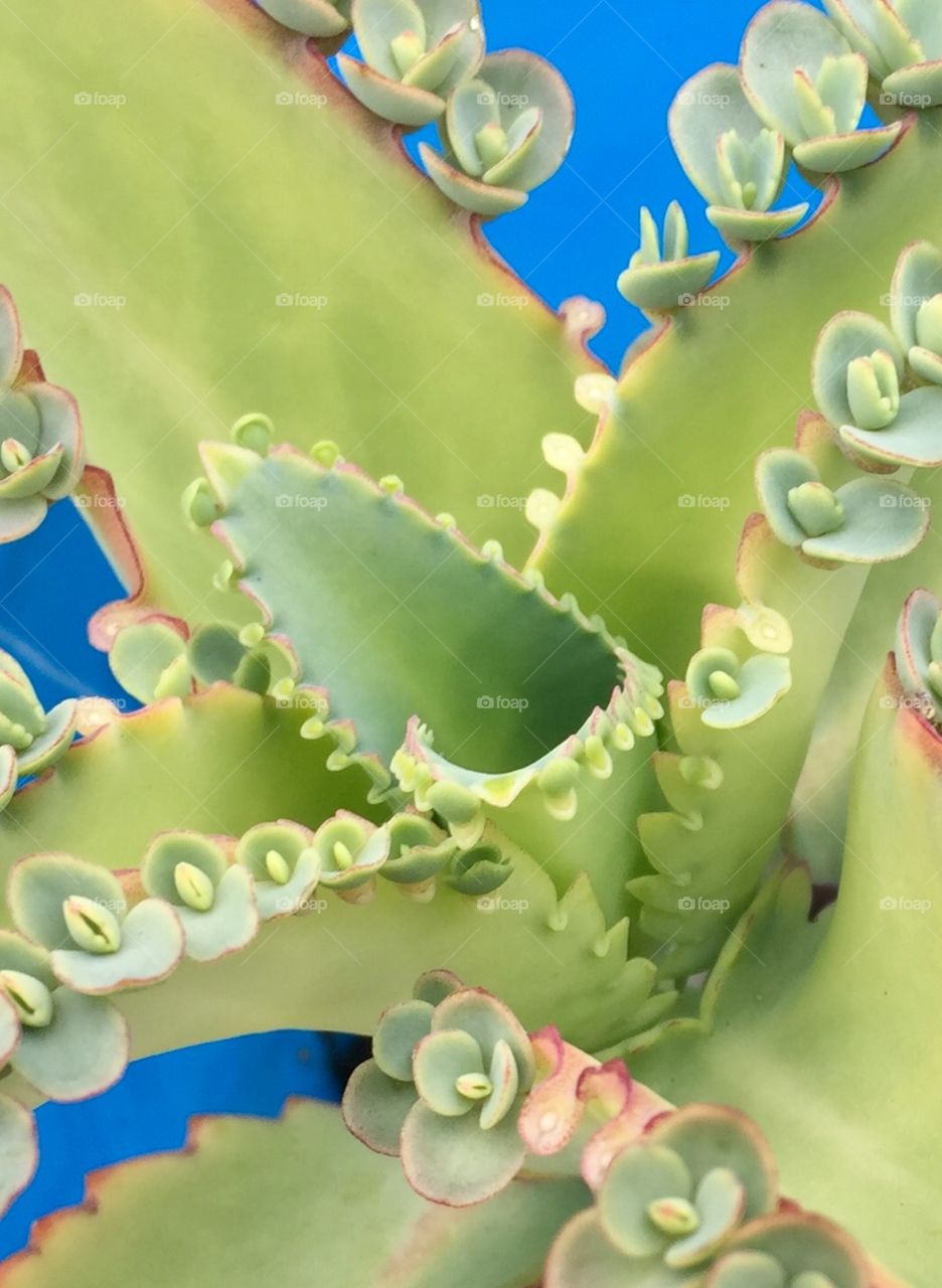 Closeup plant 