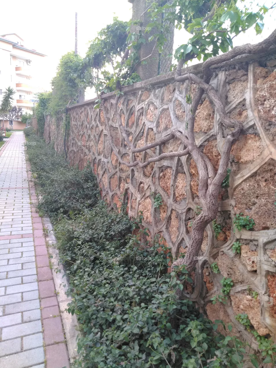 The wall