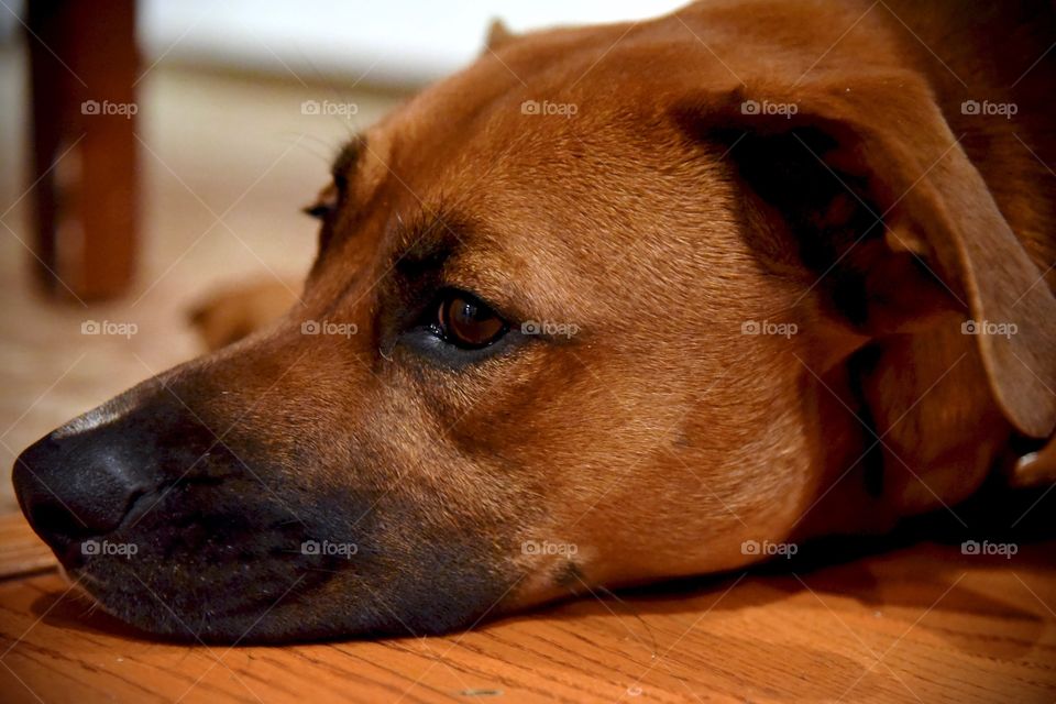 closeup of a sad dog lying on the ground 