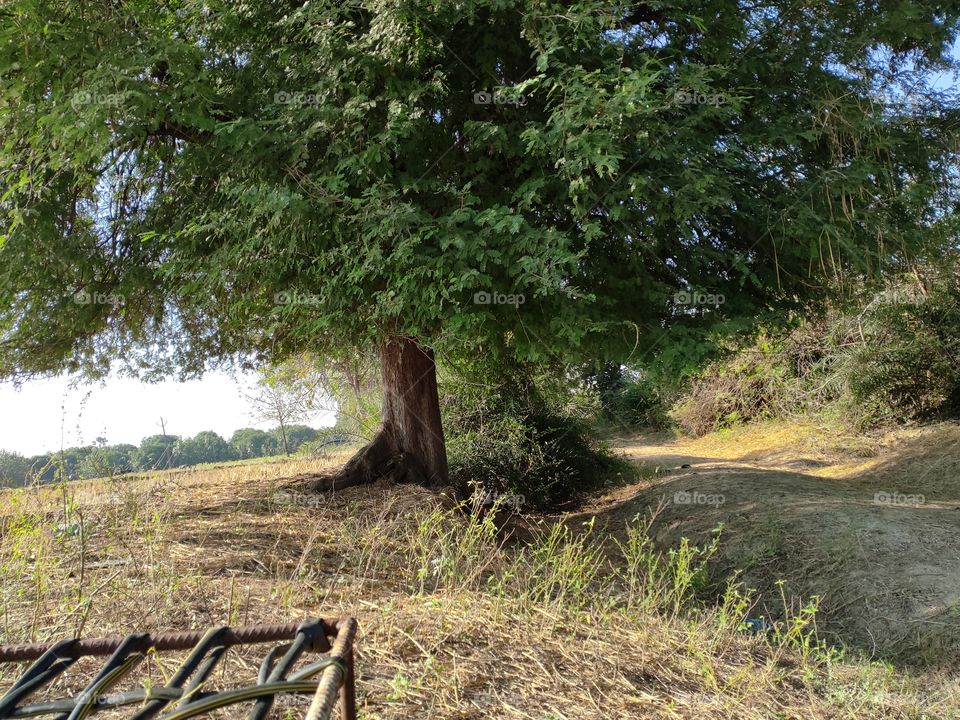 under the tamarind Tree... Calming Nature