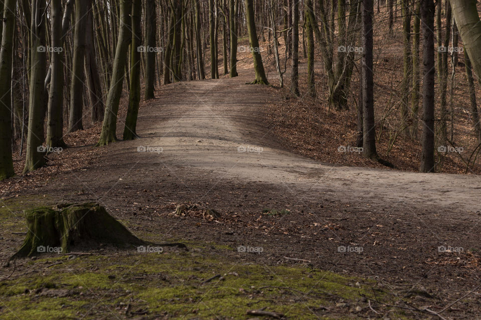 ◐  🌳  Hiking Trail or Nature Trail in the Forest Between Trees
◐   ♡   Park Jaskowa Valley, Gdansk, Poland