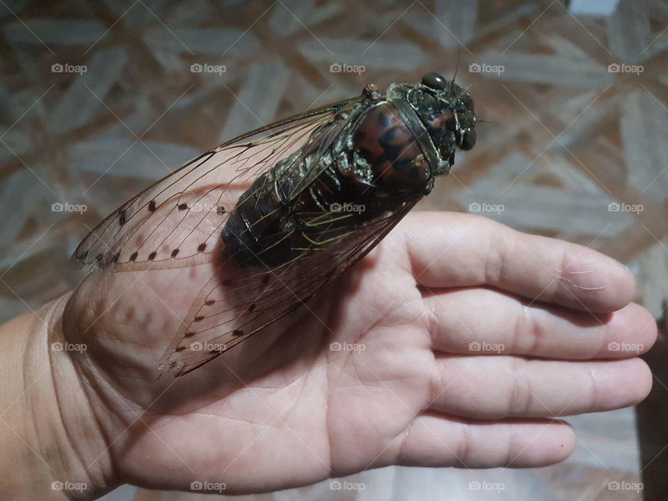 Giant Cicada