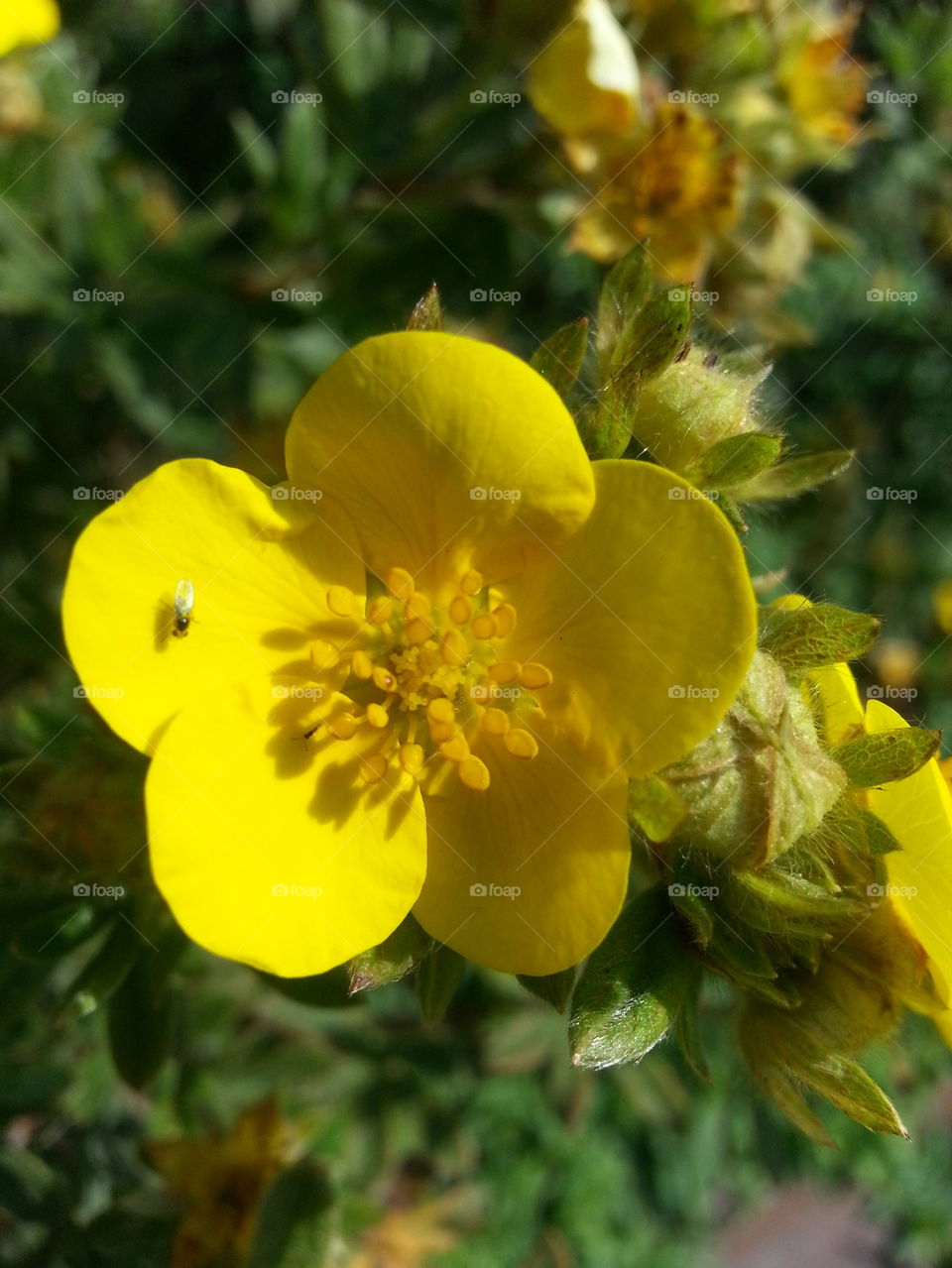 little bug. little flower