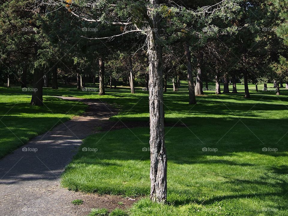 An urban park full of trees provide relief from the heat of a sunny summer morning. 