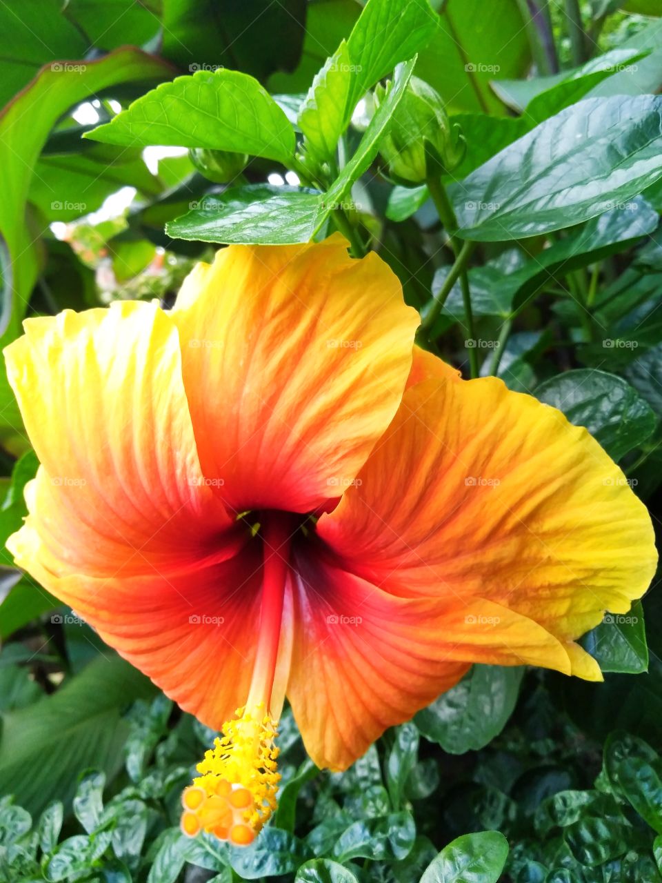 Hibiscus.