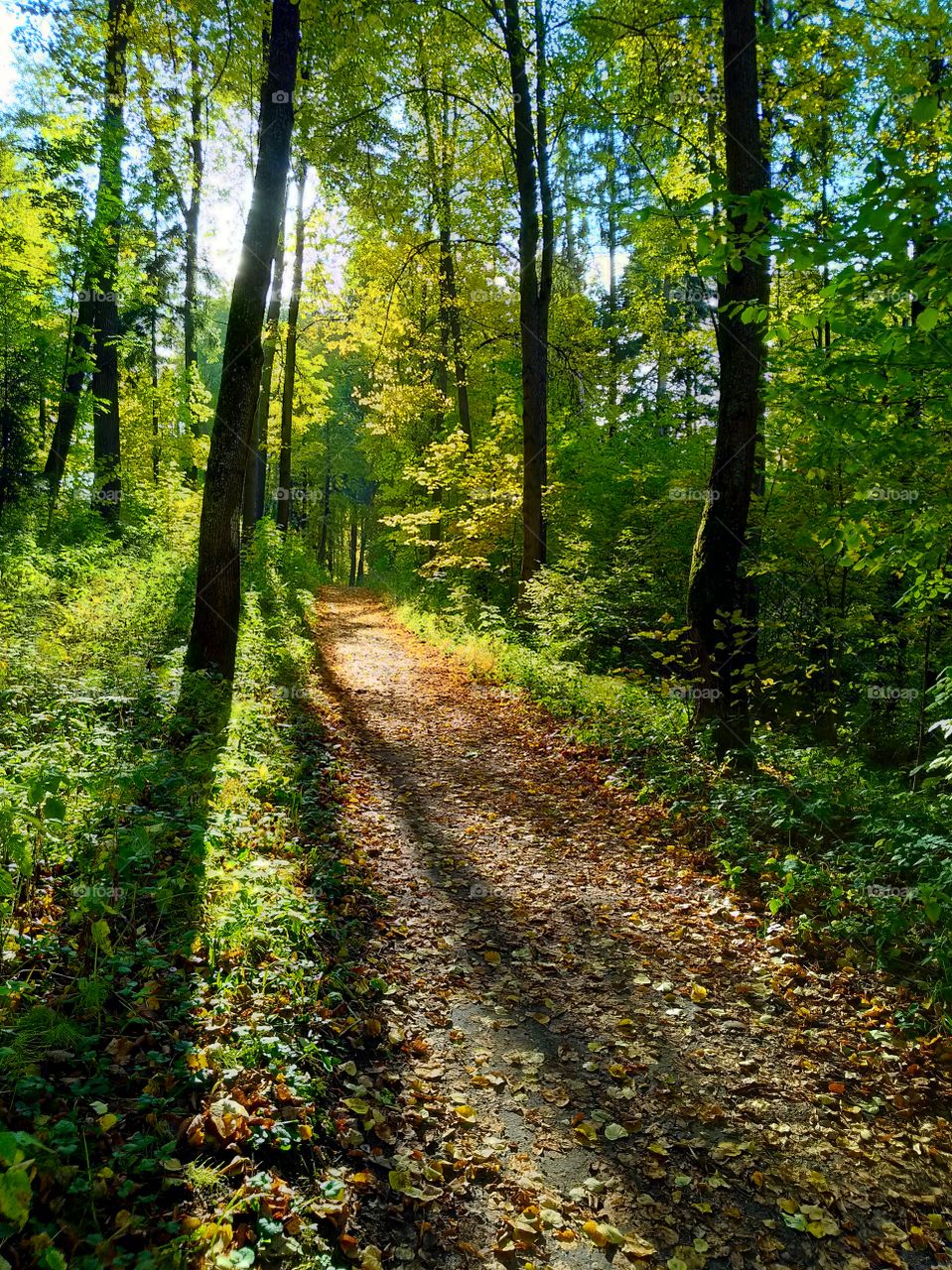 Light breaks through the trees