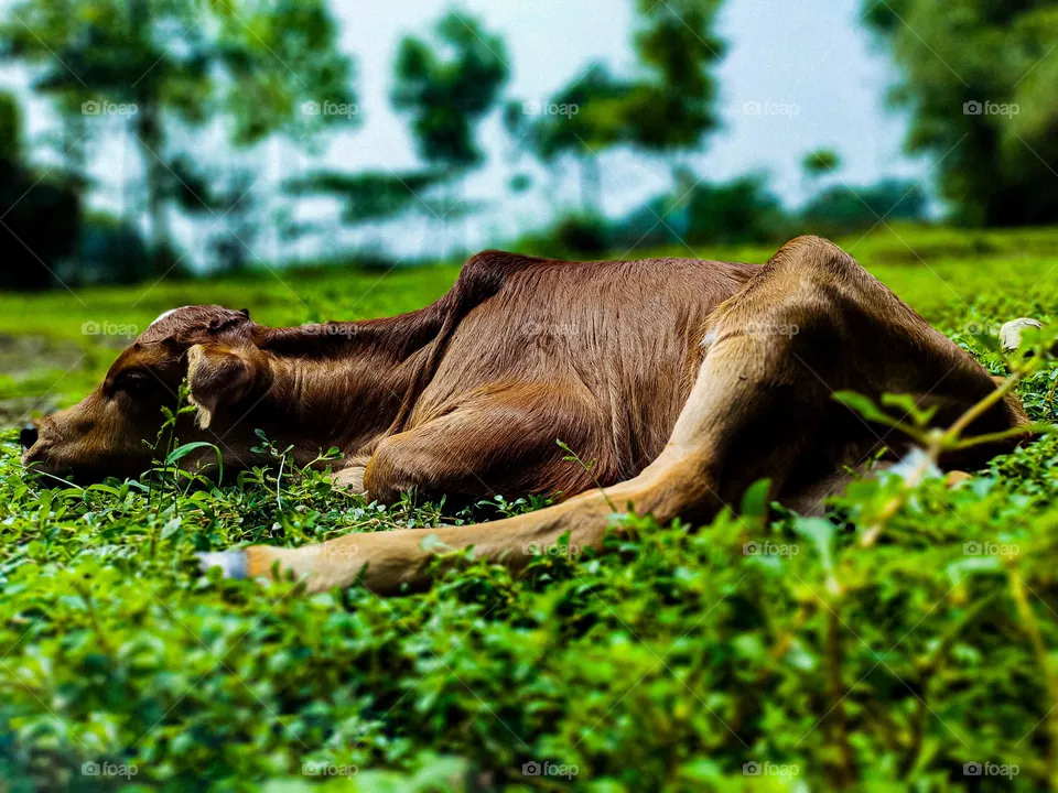 This calf is ours.  I took photos of this calf.  Calf survival is very beautiful.  There is a white spot on the forehead.  So the animal looks very beautiful.