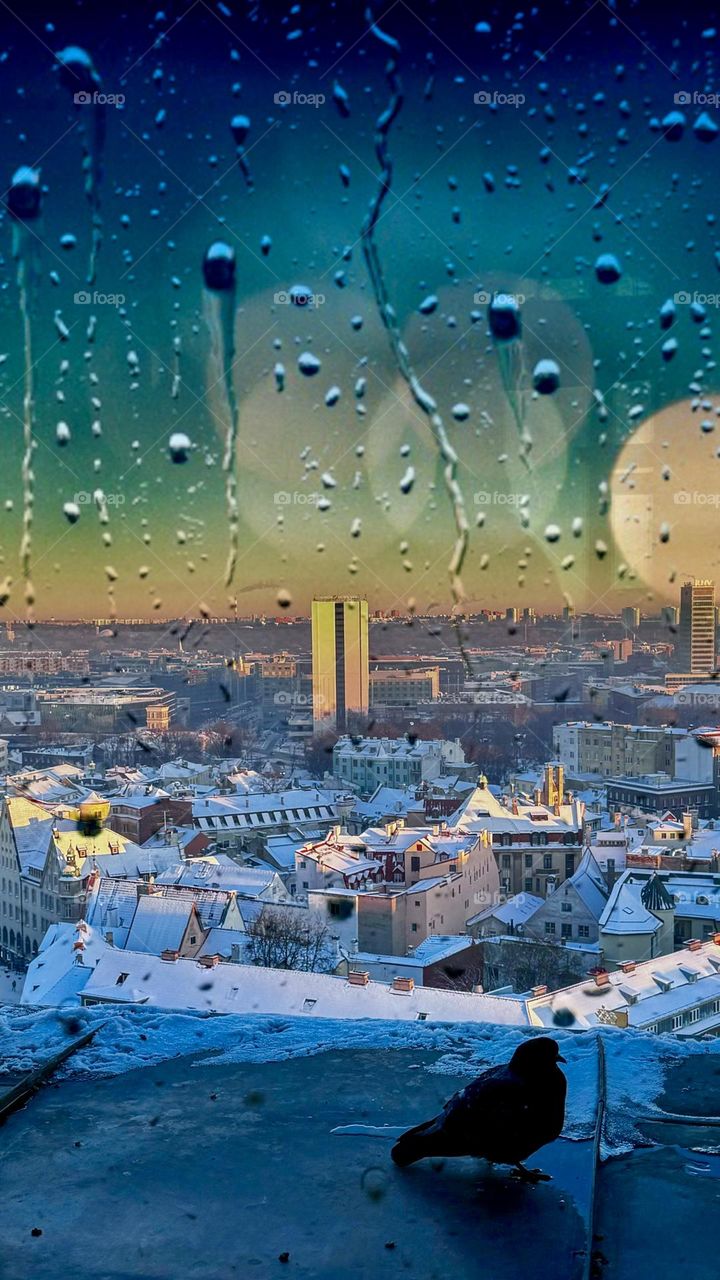 Tallinn city, view from the window, snow-covered roofs of houses, a dove sitting outside the window, raindrops on the glass